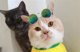 iccid最新代码2024-KAIYUN SPORTS